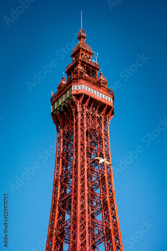 blackpool tower and seagull