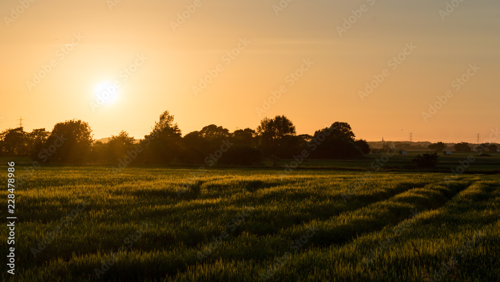 golden Lancashire fields