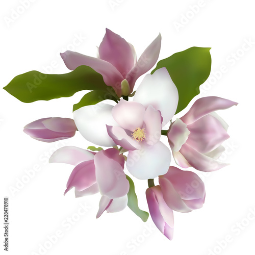 Magnolia bouquet isolated spring flower blossom vector illustration. Pink blooming tree design elements. Bloom flower, vector magnolia tree blossom. Pink petals, buds, green leaves set on white.