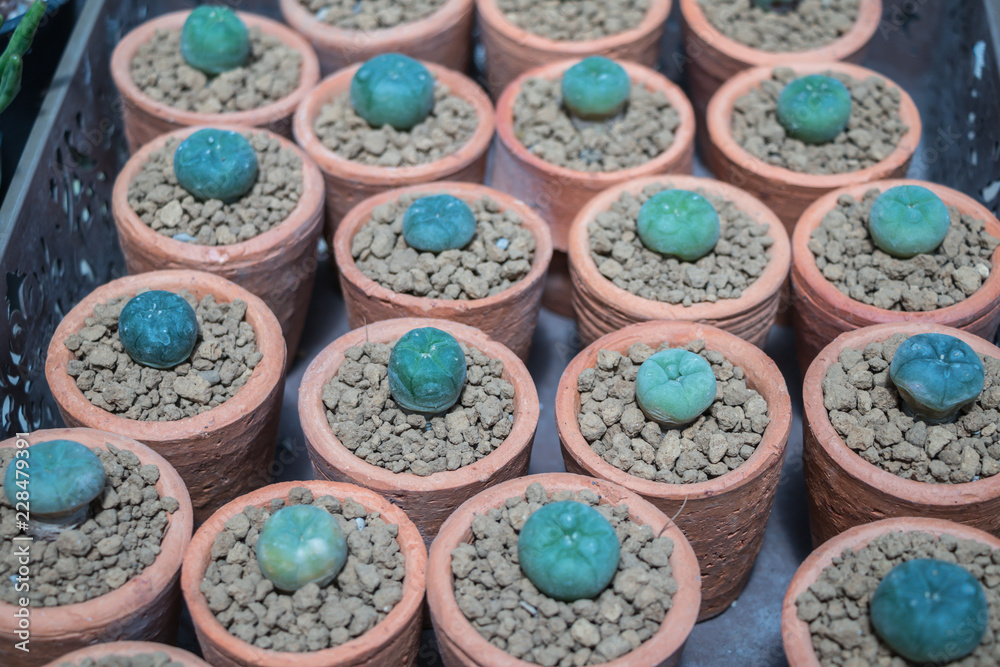 Small cactus on pot in the garden.Mini cactus plants for sale. Small cactus on pot in the garden.Mini cactus plants for sale.