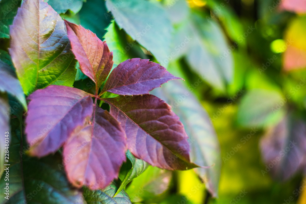 Red leaves of wild grapes on a background of green leaves. Red leaves of wild grapes on a background of green leaves.