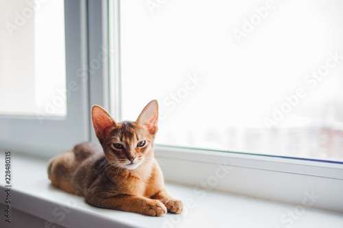 cute Abyssinian kitten sitting on the windowsill.