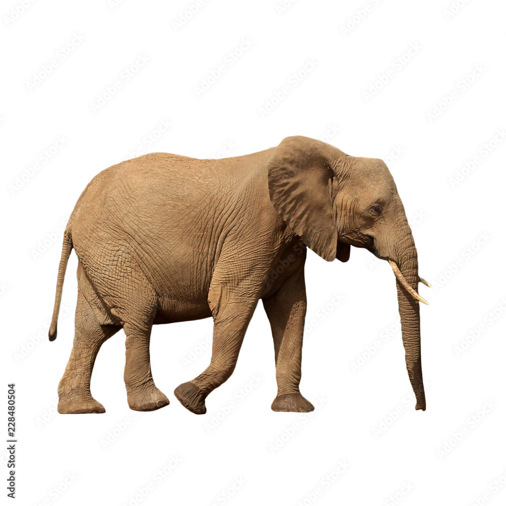 African Elephant isolated on white background 