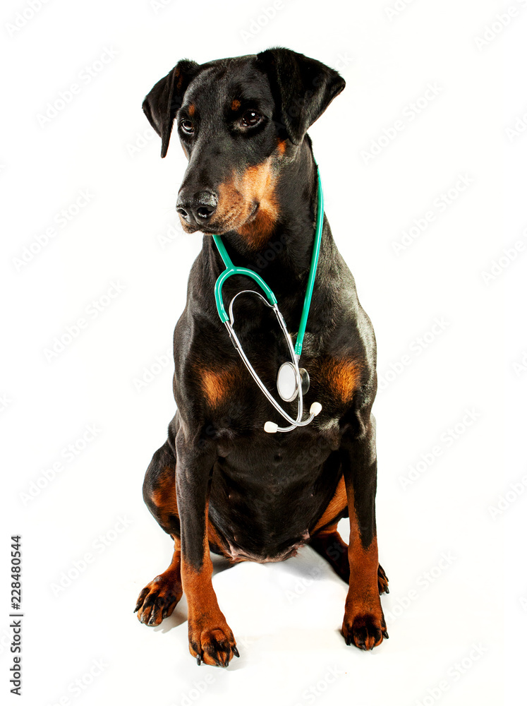 Dr Dobermann, doberman with a stethoscope around her neck. She is sitting and looking slightly to the left. Dr Dobermann, doberman with a stethoscope around her neck. She is sitting and looking slightly to the left.
