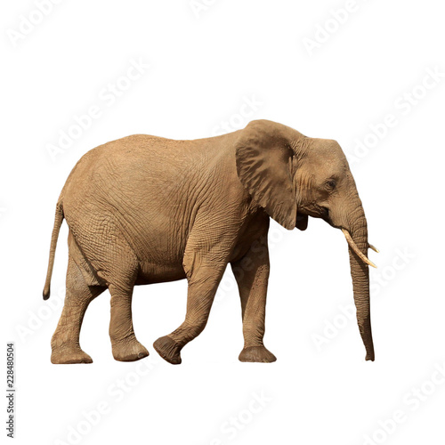 African Elephant isolated on white background 