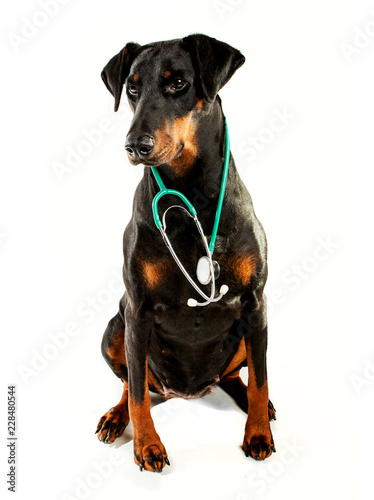 Dr Dobermann, doberman with a stethoscope around her neck. She is sitting and looking slightly to the left.