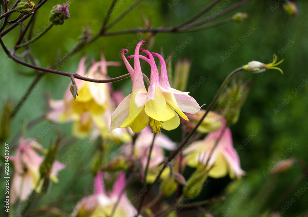 Obraz premium beautiful flowers in nature in the botanical garden