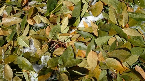 Colorful autumn leaves. Natural background