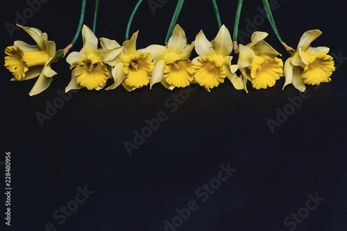 Fototapeta Naklejka Na Ścianę i Meble -  yellow daffodils flowers on dark background