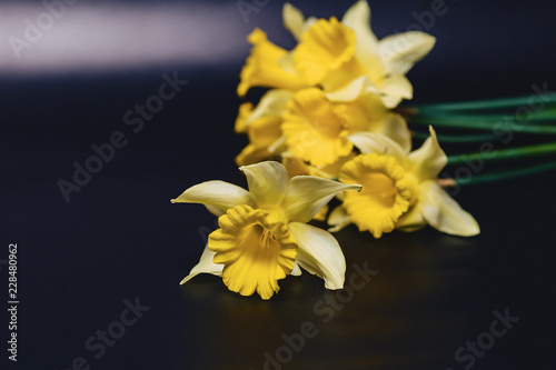 Fototapeta Naklejka Na Ścianę i Meble -  yellow daffodils flowers on dark background