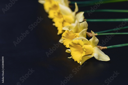 Fototapeta Naklejka Na Ścianę i Meble -  yellow daffodils flowers on dark background