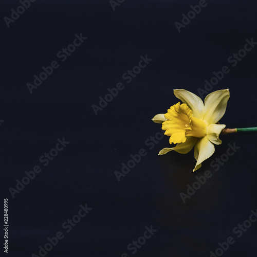 Fototapeta Naklejka Na Ścianę i Meble -  yellow daffodils flowers on dark background