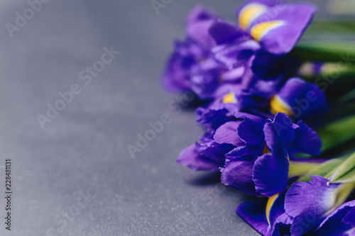 Fototapeta Naklejka Na Ścianę i Meble -  irises on dark background in studio