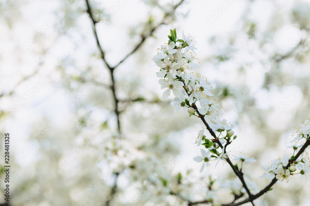 apple blossom or cherry blossom on a sunny spring day apple blossom or cherry blossom on a sunny spring day