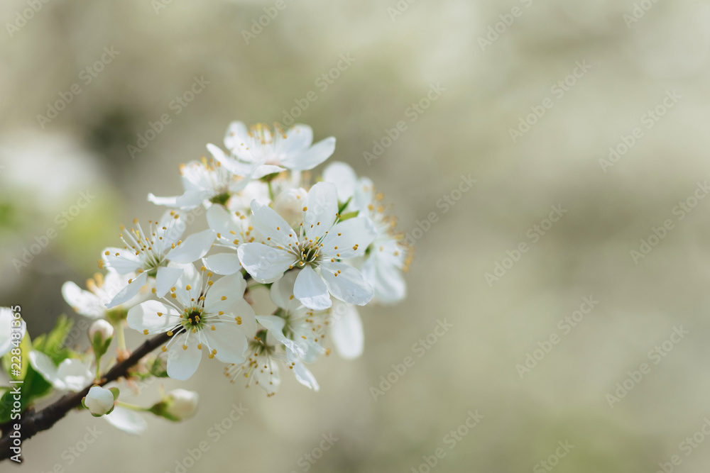 apple blossom or cherry blossom on a sunny spring day