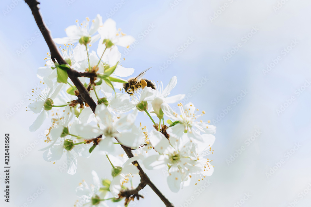 bee flying over cherry or apple blossom