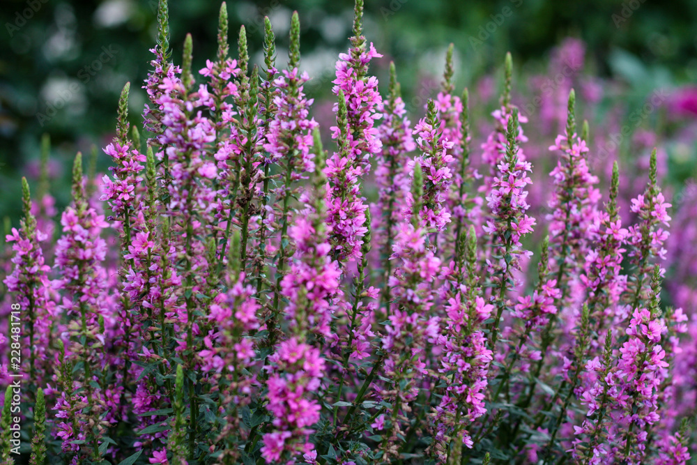 Fototapeta premium beautiful flowers in nature in the botanical garden