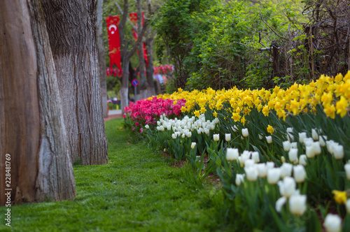 Tulips park in the city of Gaziantep - turkey