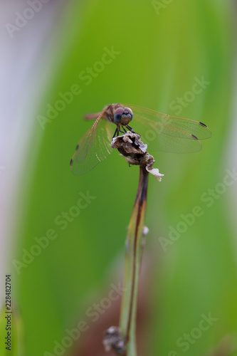 dragonfly on leaf © eigenthick