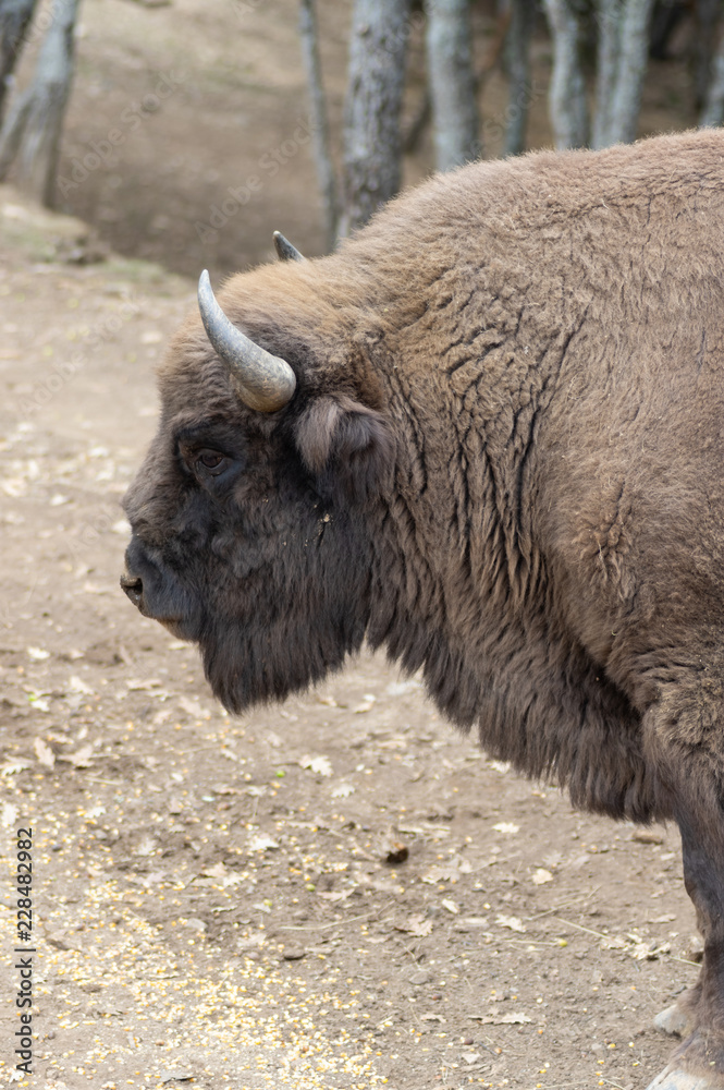 Close-up of european bison raised in freedom in Spain. Close-up of european bison raised in freedom in Spain.