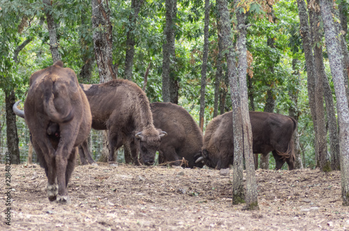European bison fighting with their horns in the middle of the reserve forest in which they live in Spain