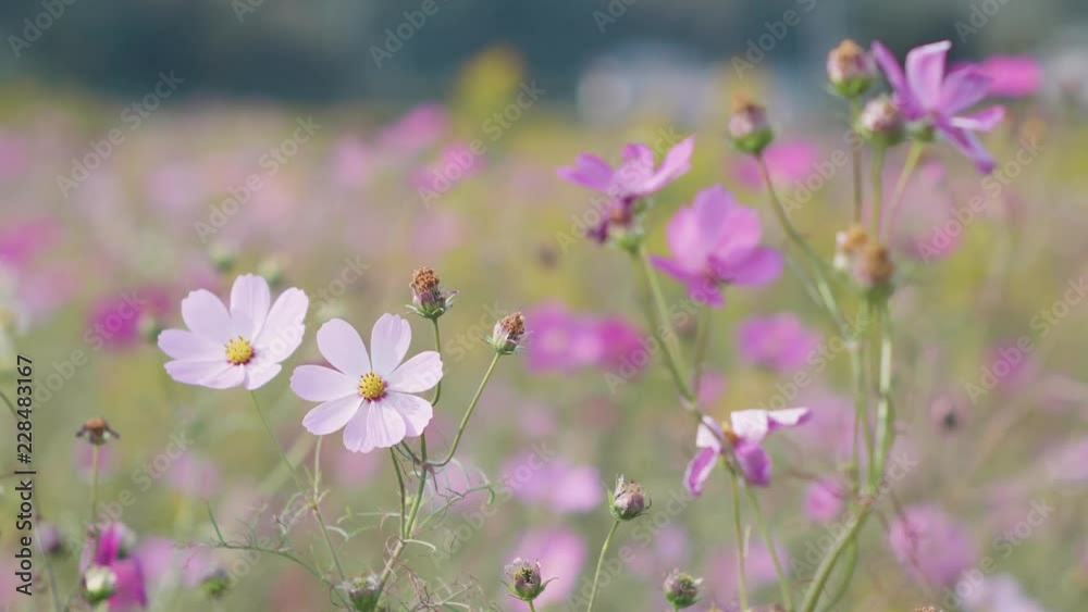 Sunlit Cosmos Flowers in a Light Breeze with Bokeh