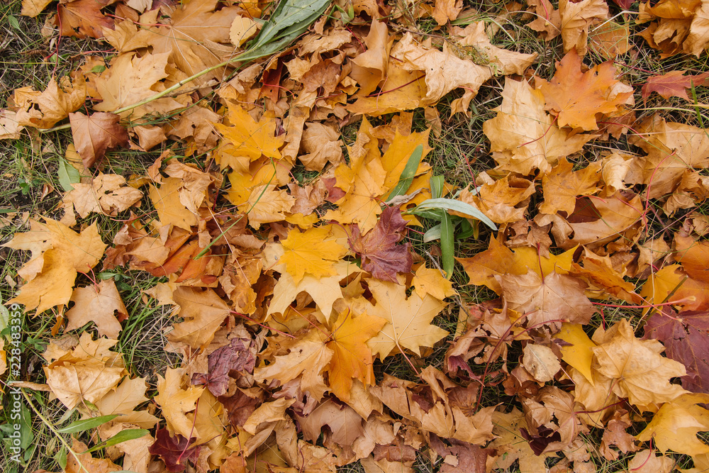 Maple leaves lie on the ground in the park Maple leaves lie on the ground in the park