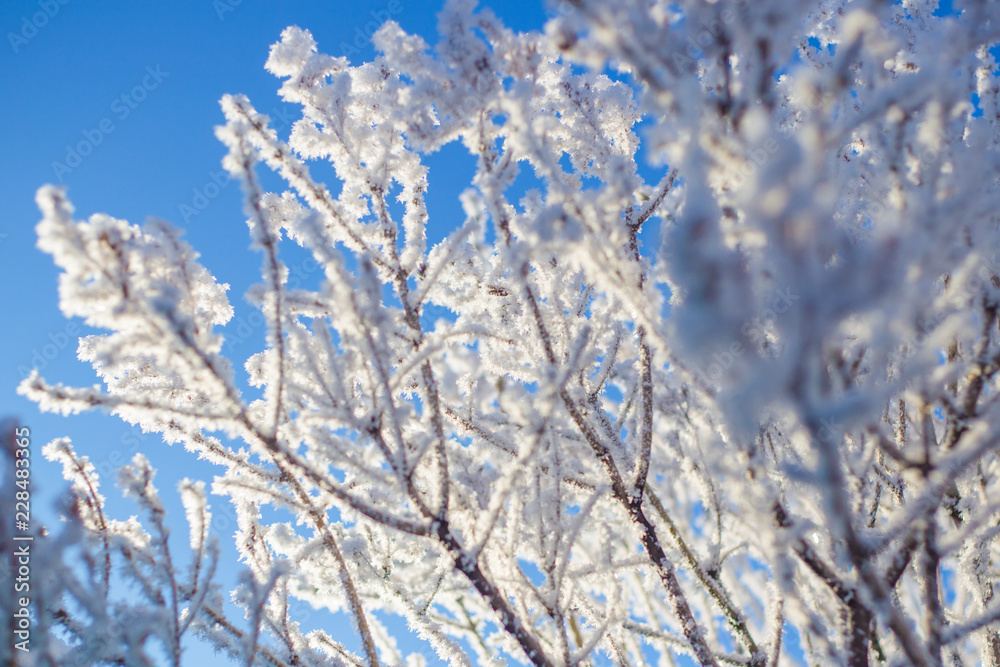 Frost on the tree. The first snow is winter.