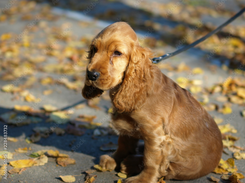 Dog breed American Cocker Spaniel Dog breed American Cocker Spaniel