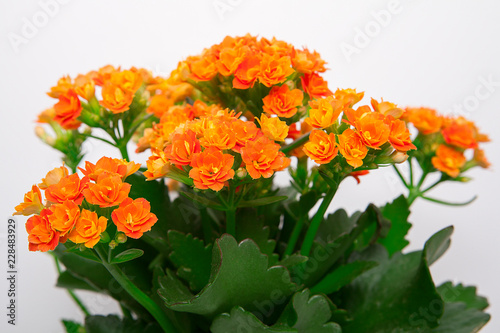 Fototapeta Naklejka Na Ścianę i Meble -  turuncu çiçek