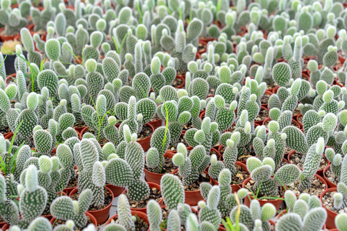 Cactus species Opuntia microdasys barbed cute little green. photo