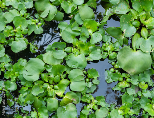 Green Water Hyacinth crowded and Rotting in the canal
