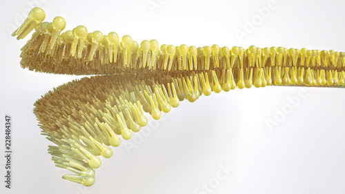 Canvastavla Human lipid bilayer - 3D Rendering