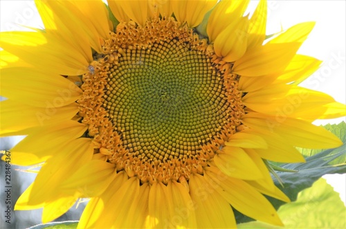 sunflower with bee