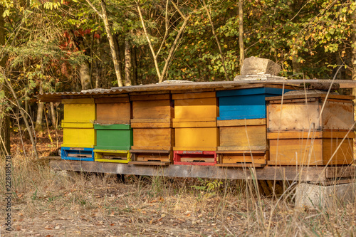 Bienenstöcke am Waldrand photo