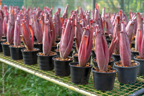 Aechmea bromeliifolia rubra ornamental flower shape similar to the banana blossom. photo