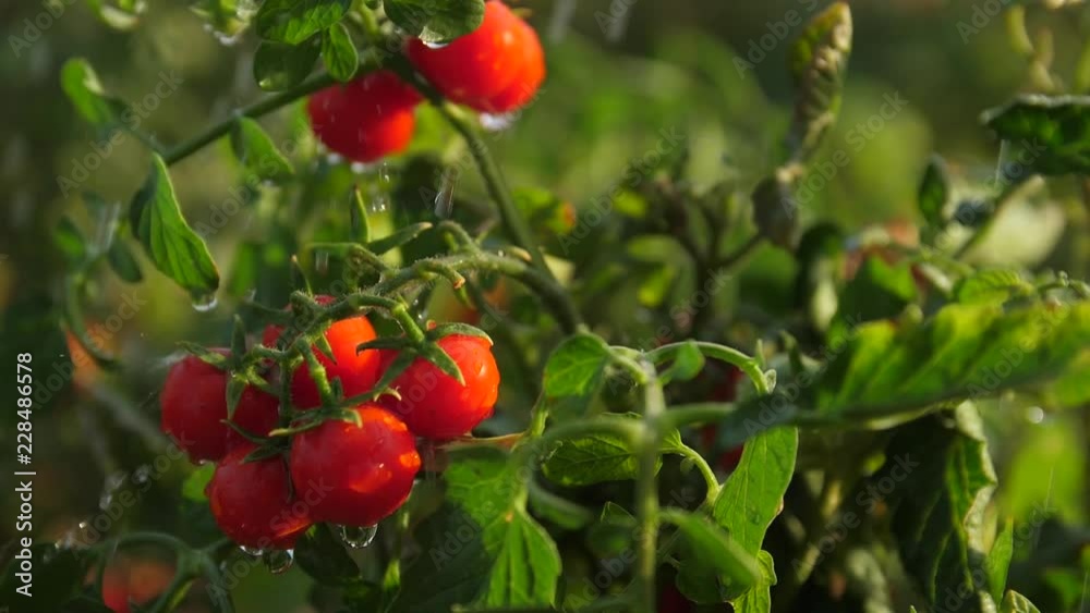 red cherry tomatoes in the rain red cherry tomatoes in the rain