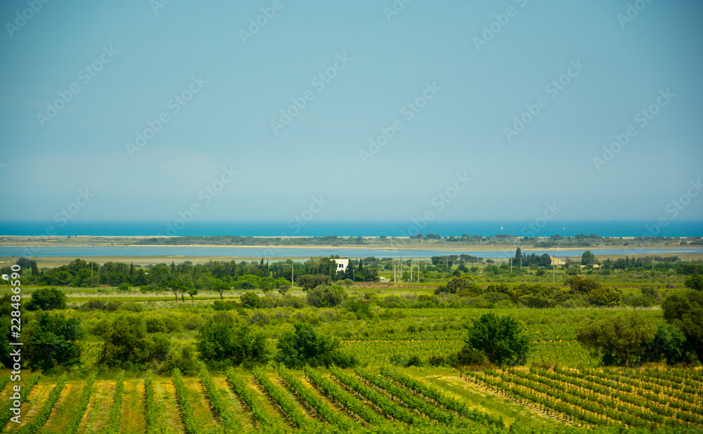 View of the vineyards and the sea in the south of France.