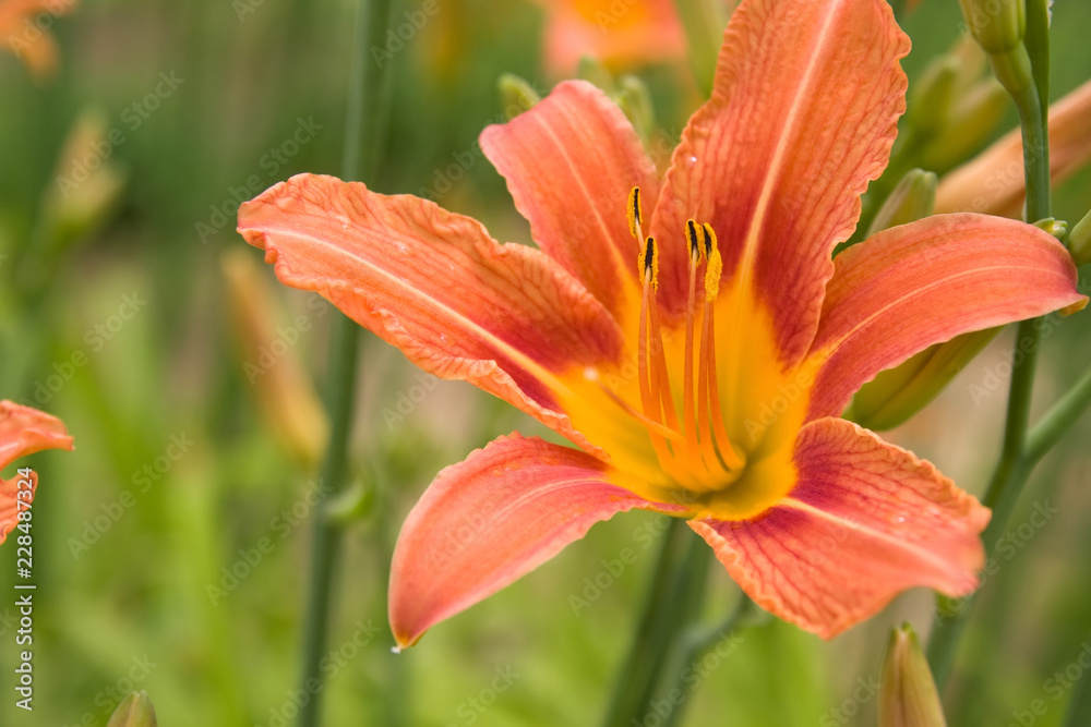 lilly lilly