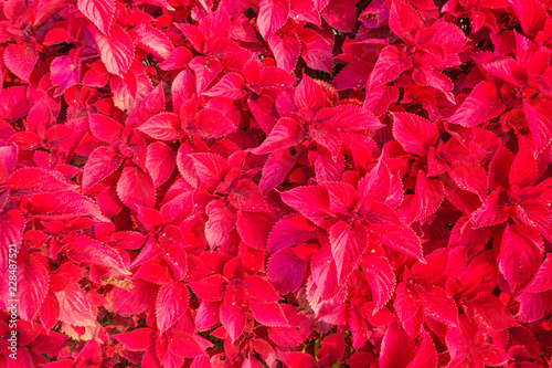 close-up of a Coleus plant/close-up of the leaves of the Coleus plant of red color