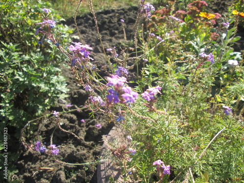 beautiful wild flowers