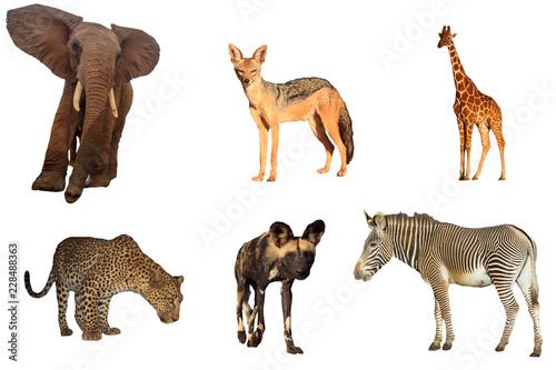 African wildlife isolated. Elephant, Jackal, Giraffe, Leopard, Wild Dog and Zebra on white background 