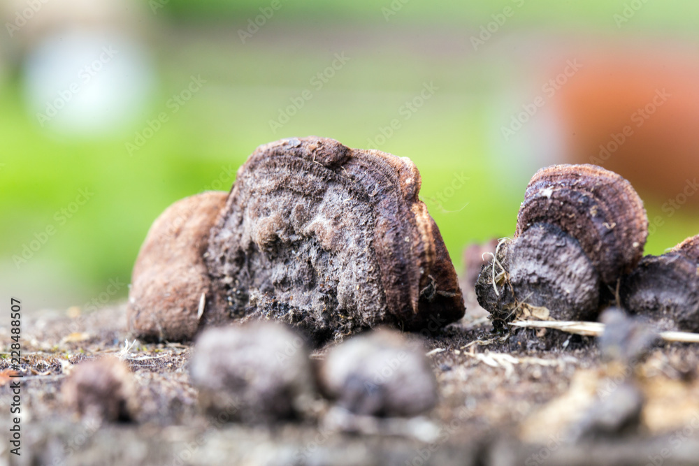 Mushroom Crepidotus mollis on the blurry background.