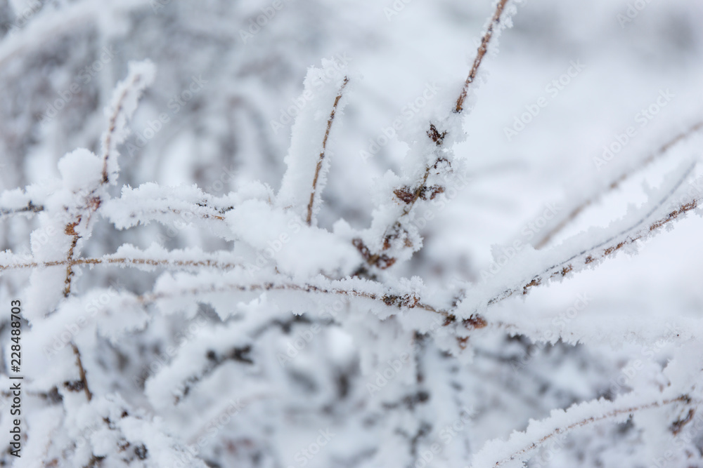 Winter frost branches snow and ice covered. Winter background.