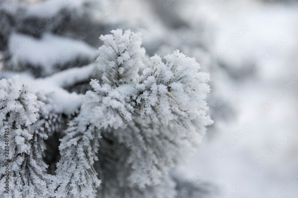 Winter frost branches snow and ice covered. Winter background. Winter frost branches snow and ice covered. Winter background.