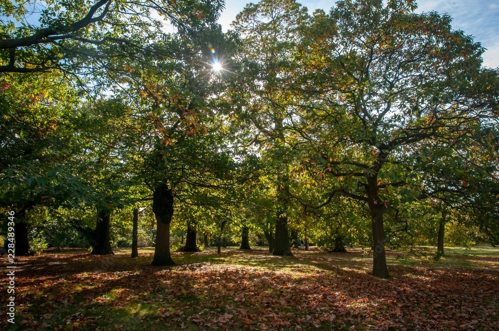 Sun shining through a London park in Autumn, Greenwich, London Sun shining through a London park in Autumn, Greenwich, London