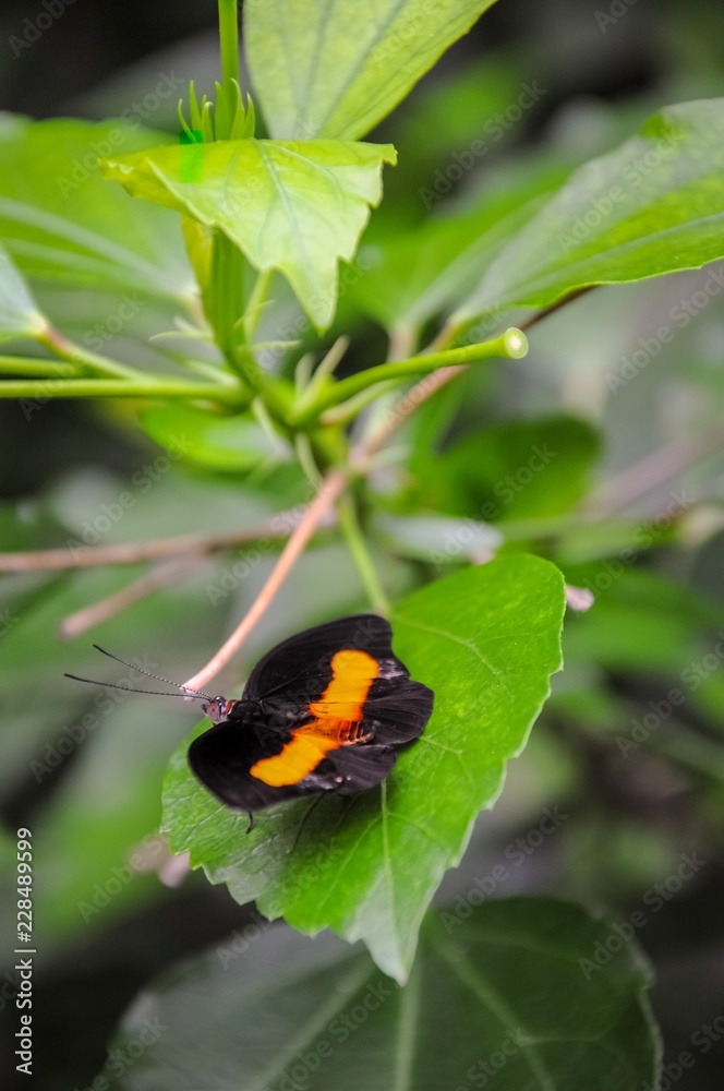 Closeup of colourful butterfly on green leaves Closeup of colourful butterfly on green leaves