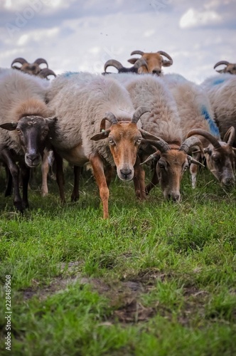 Sheep storming forwards