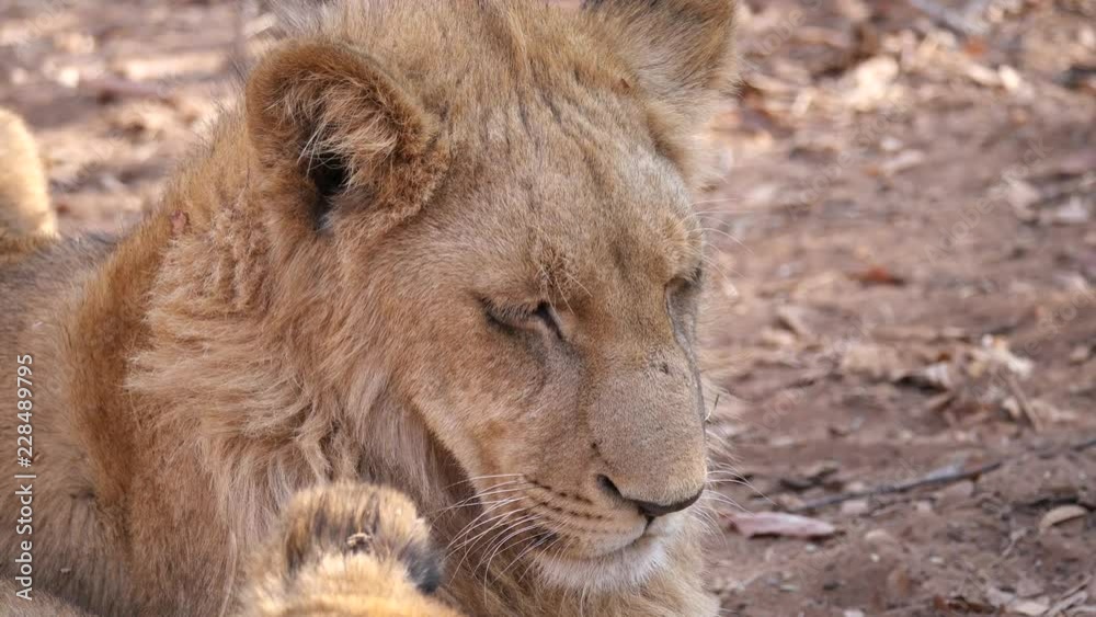 Lions cubs at Zambezi National Park, Zimbabwe Lions cubs at Zambezi National Park, Zimbabwe