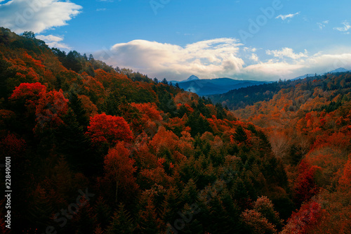 beautiful autumn season leaves color change in hokkaido japan